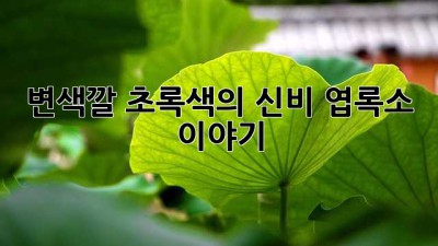 변색깔 초록색의 신비: 엽록소 이야기